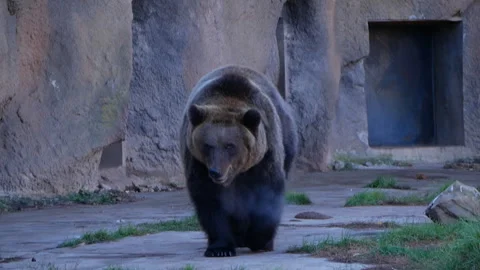 Brown bear strides in slow motion from left to right, highlighting its powerful Video stock 290465322