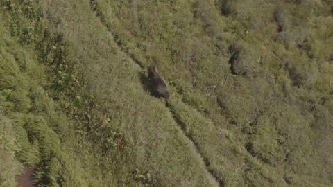 Brown Bear Strides Through Forest, Aerial Shot Stock Footage 172443353