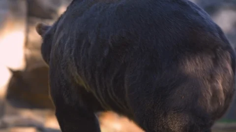 Brown bear strolling in the zoo Stock Footage 103786036