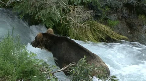 BROWN BEAR STRUGGLE Video stock 21193780