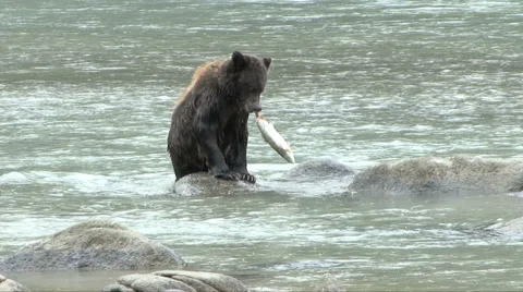 Brown Bear Success Video stock 46024595