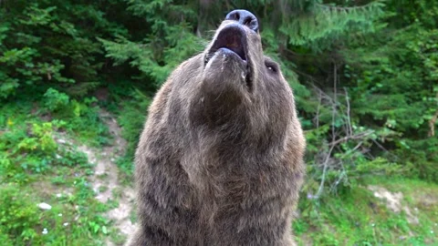 A brown bear suddenly appears in front of the camera. slow motion Stock Footage 142877136