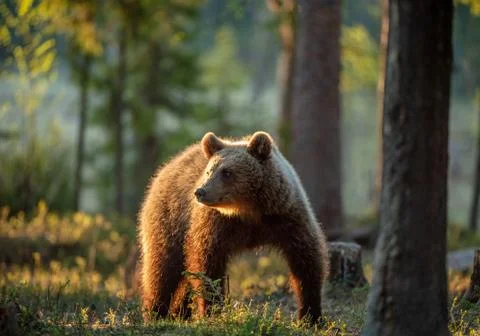 Brown bear in summer forest at sunset light. Scientific name: Ursus Arctos. Stock Photos