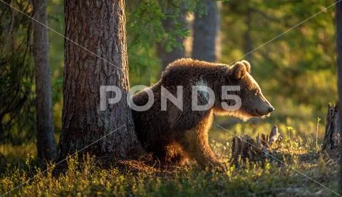 Brown bear in summer forest at sunset light. Scientific name: Ursus Arctos. Stock Photos