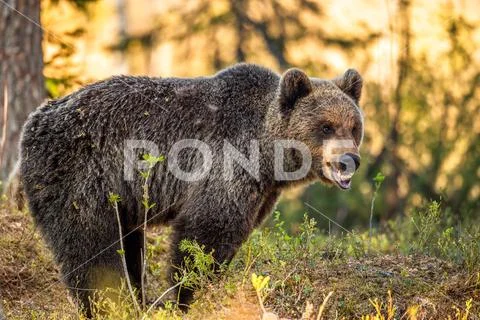 Brown bear in summer forest at sunset light. Scientific name: Ursus Arctos. Stock Photos
