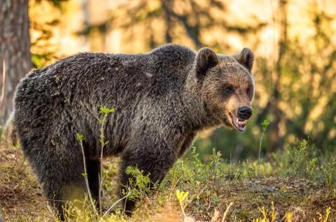 Brown bear in summer forest at sunset light. Scientific name: Ursus Arctos. Stock Photos
