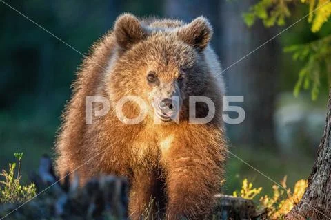 Brown bear in summer forest at sunset light. Scientific name: Ursus Arctos. Stock Photos