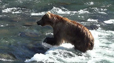 Brown Bear in Sun Walks Upstream in the Current Then Charges &amp; Dives at a Fish Stock Footage 51239153