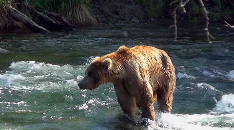Brown Bear in Sunlight Shivers to Shake the Water Off Stock Footage 51337118