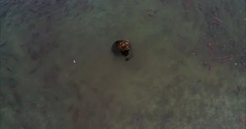 Brown Bear Surrounded by Salmon Aerial View Drone Shot 4k Stock Footage 338257566