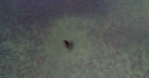Brown Bear surrounded by thousands of Salmon fish in Kamchatka, Aerial view 스톡 동영상 310707505