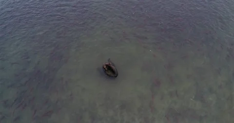 Brown Bear surrounded by thousands of Salmon fish in Kamchatka, Aerial view Stock-Footage 310707507