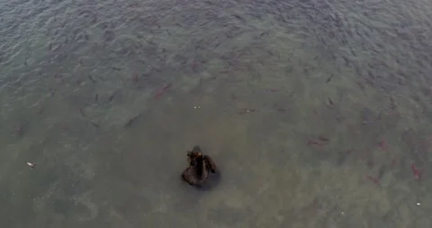 Brown Bear surrounded by thousands of Salmon fish in Kamchatka, Aerial view Stock-Footage 310707511