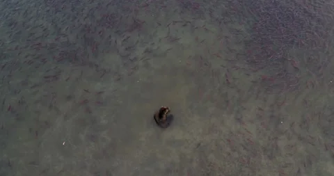 Brown Bear surrounded by thousands of Salmon fish in Kamchatka, Aerial view Stock-Footage 310707523