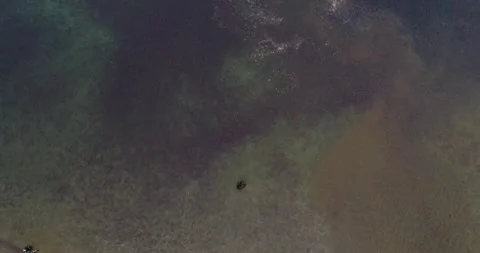 Brown Bear surrounded by thousands of Salmon fish in Kamchatka, Aerial view Stock-Footage 310707532