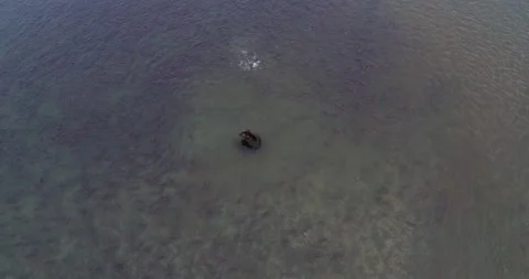 Brown Bear surrounded by thousands of Salmon fish in Kamchatka, Aerial view Stock-Footage 310707536