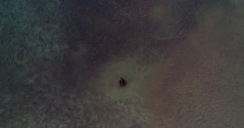 Brown Bear surrounded by thousands of Salmon fish in Kamchatka, Aerial view Stock-Footage 310707550