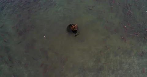 Brown Bear surrounded by thousands of Salmon fish in Kamchatka, Aerial view Stock-Footage 310707552