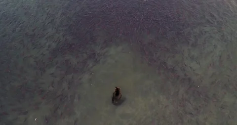 Brown Bear surrounded by thousands of Salmon fish in Kamchatka, Aerial view Stock-Footage 310707553