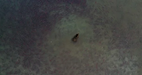 Brown Bear surrounded by thousands of Salmon fish in Kamchatka, Aerial view Stock-Footage 310707554