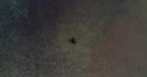 Brown Bear surrounded by thousands of Salmon fish in Kamchatka, Aerial view Stock-Footage 310707557