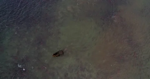 Brown Bear surrounded by thousands of Salmon fish in Kamchatka, Aerial view Stock-Footage 310707560