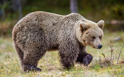 Brown Bear on the swamp in spring forest. Close up. Natural habitat. Scientif Stock Photos