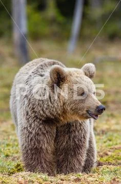 Brown Bear on the swamp in spring forest. Close up. Natural habitat. Scientif Stock Photos