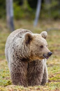 Brown Bear on the swamp in spring forest. Close up. Natural habitat. Scientif Stock Photos