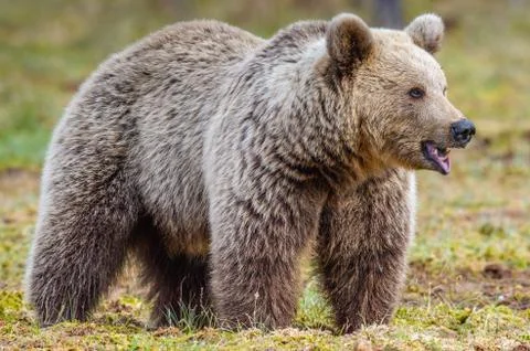 Brown Bear on the swamp in spring forest. Close up. Natural habitat. Scientif Stock Photos