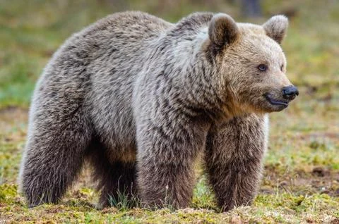 Brown Bear on the swamp in spring forest. Close up. Natural habitat. Scientif Stock Photos