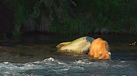 Brown Bear in Sweet Evening Light Uses the Snorkeling Technique Stock Footage 50309832