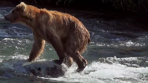 Brown Bear in Swift Current Looking for Salmon Stock Footage 73103395