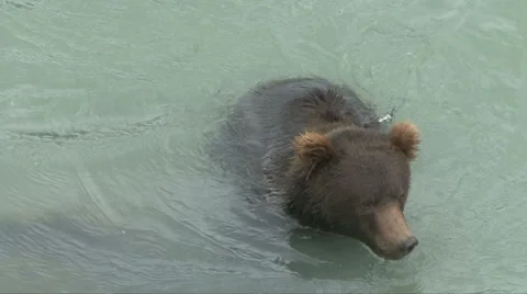 BROWN BEAR SWIMS IN WATER Video stock 32580045