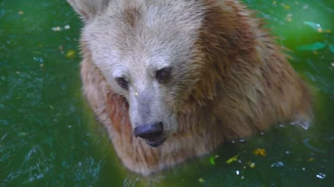 Brown bear swims in the water Stock Footage 245012727