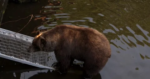 Brown bear swinging his head, Alaska. 스톡 동영상 332626454