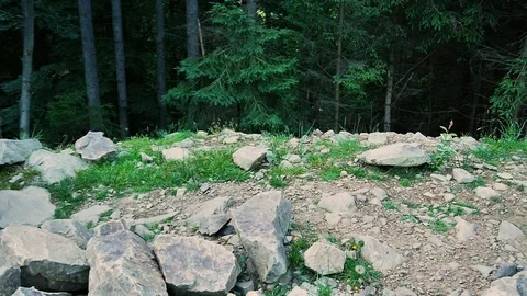 Brown bear in the taiga Stock Footage 124224389