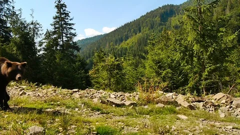 Brown bear in the taiga Stock Footage 124224503