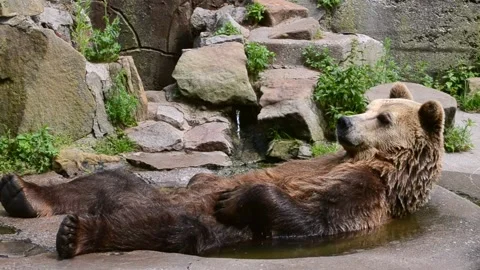 Brown bear takes a rest in a small water pool Stock Footage 220300948