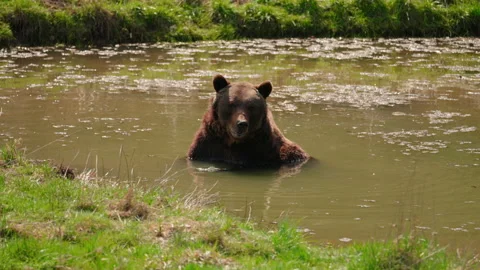 Brown bear taking a bath and relaxes in a small lake 库存影片 153617785