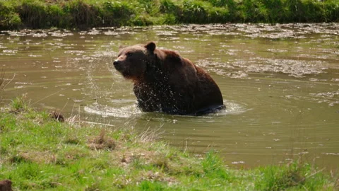 Brown bear taking a bath and shaking his wet fur 库存影片 153617867
