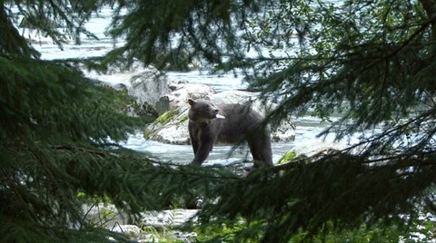 BROWN BEAR THROUGH SPRUCE TREES Video stock 32580798