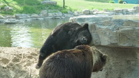Brown bear tickling on rock Stock Footage 195495262