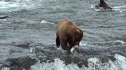 Brown Bear on Top of Falls Eating a Salmon Stock Footage 50592193