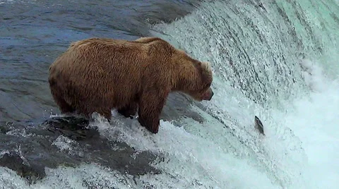 Brown Bear at Top of Falls Has Six Salmon Jump Nearby Stock Footage 51190450