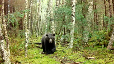 Brown Bear Trail Camera 1 스톡 동영상 250924724