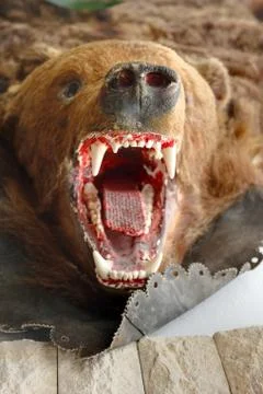 Brown bear trophy Stock Photos