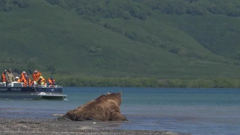 Brown bear trying to catch a fish. Ecotourism, a guided tour. Video stock 77636013