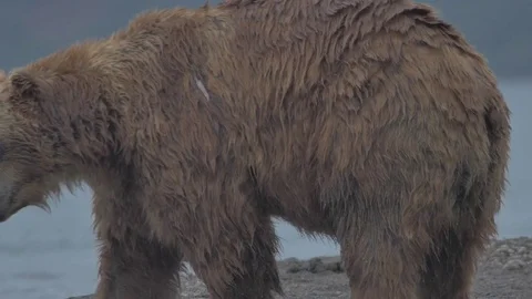Brown bear trying to catch a fish Видео 77663766