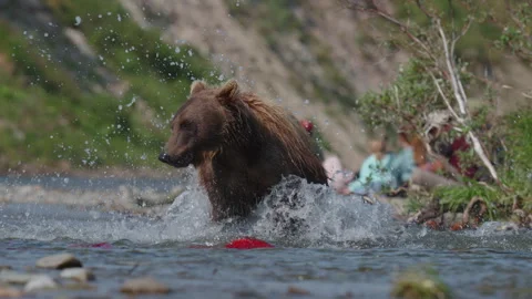 A brown bear trying to catch fish with tourists watching in the background Stock Footage 345839643